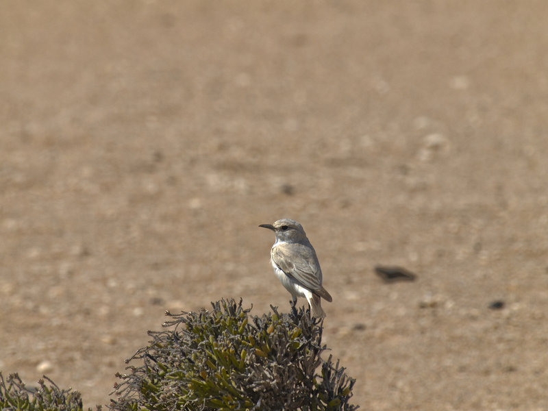 Swakopmund, Bird